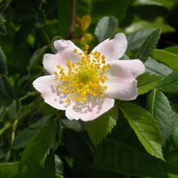 Rosa canina